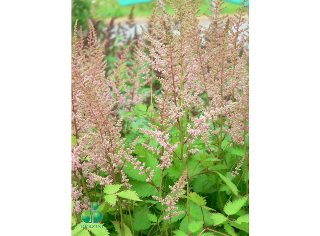 Astilbe chinensis   'Intermezzo'